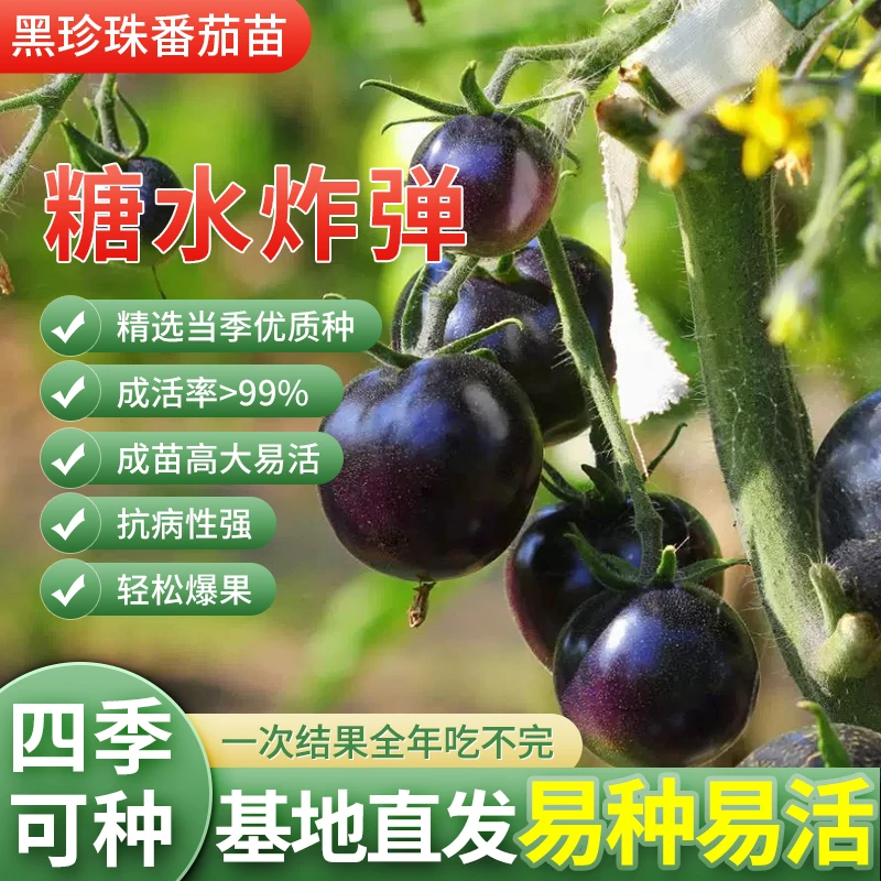 黑珍珠樱桃番茄种苗四季阳台盆栽易种植黑宝石番茄水果型蔬菜种苗