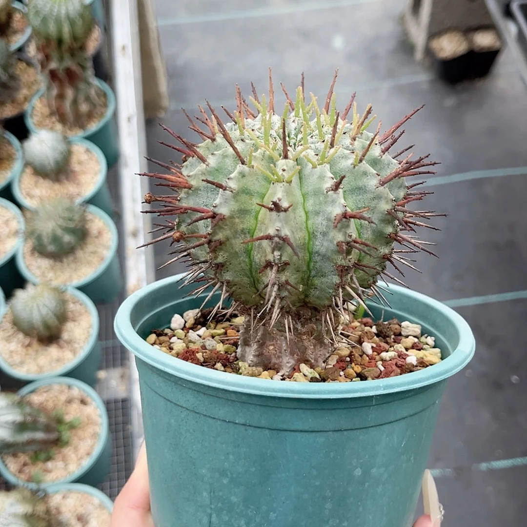 多肉植物强刺魁伟玉脱土