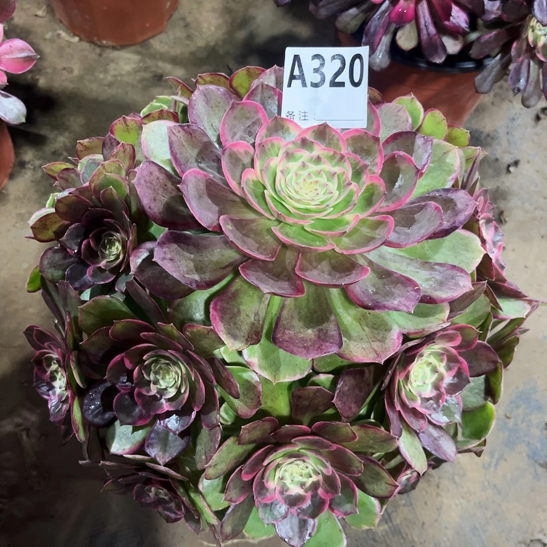 多肉植物粉花妖320多肉