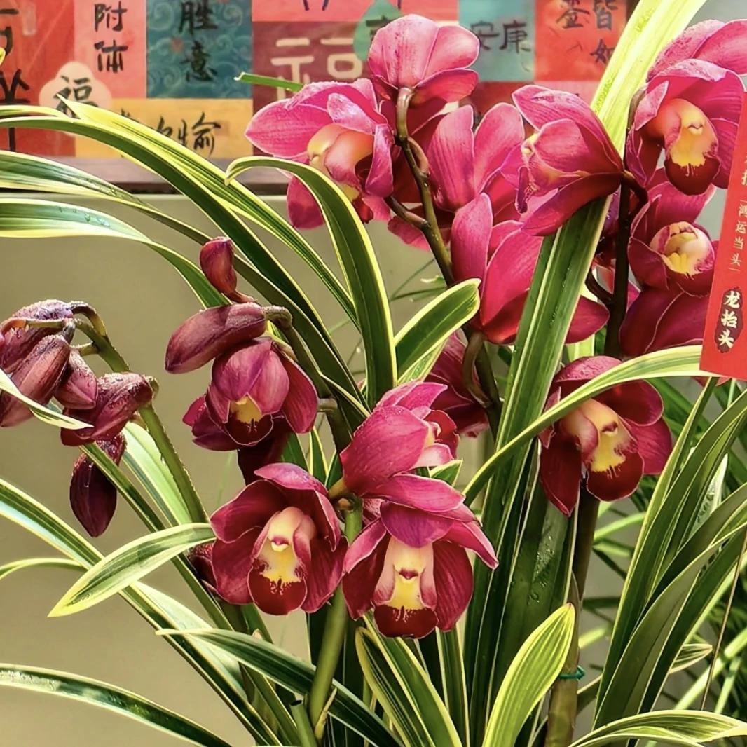 金边红袍【拱兰】大花蕙兰年宵花盆栽花卉多年生室内阳台易养护