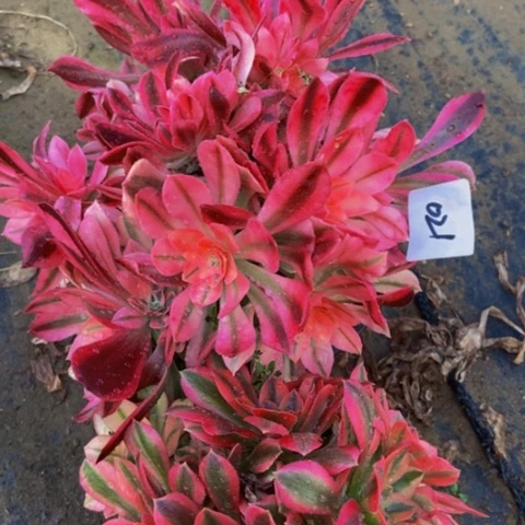 砍头朵朵不售后21多肉两个