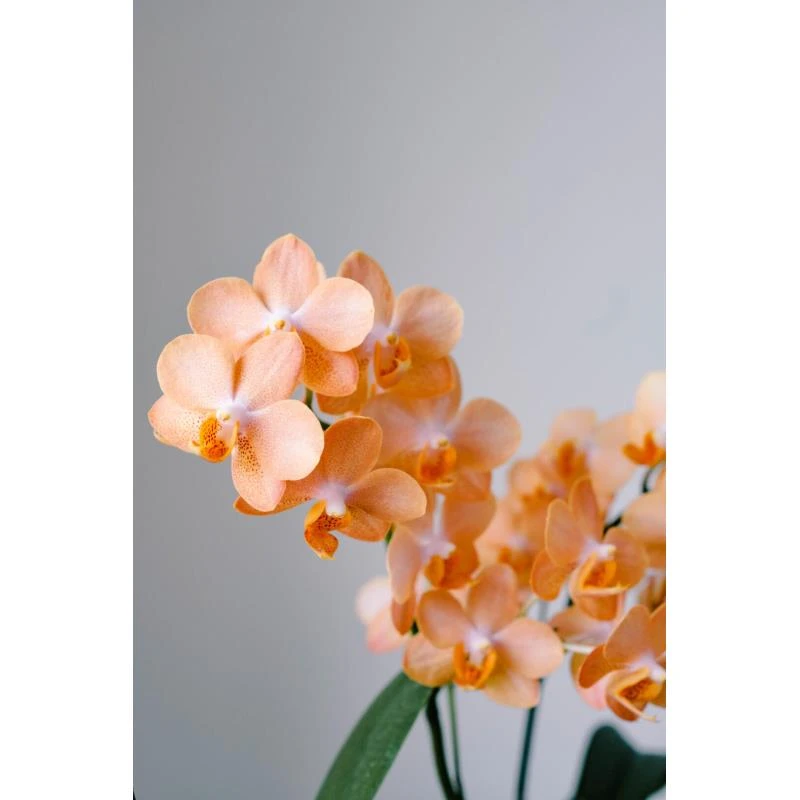 3个花剑 贵族品种【星橙】3.0寸蝴蝶兰能开100多花苞左右