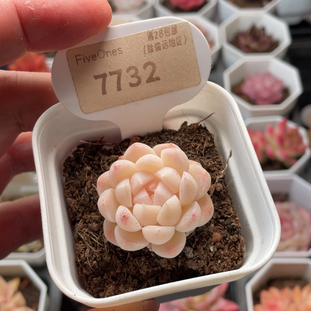 白桃汽水7732-3.5厘米