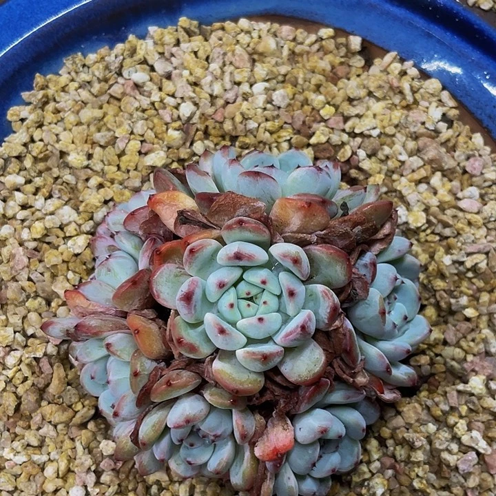 雪爪捧花哦哦哦哦