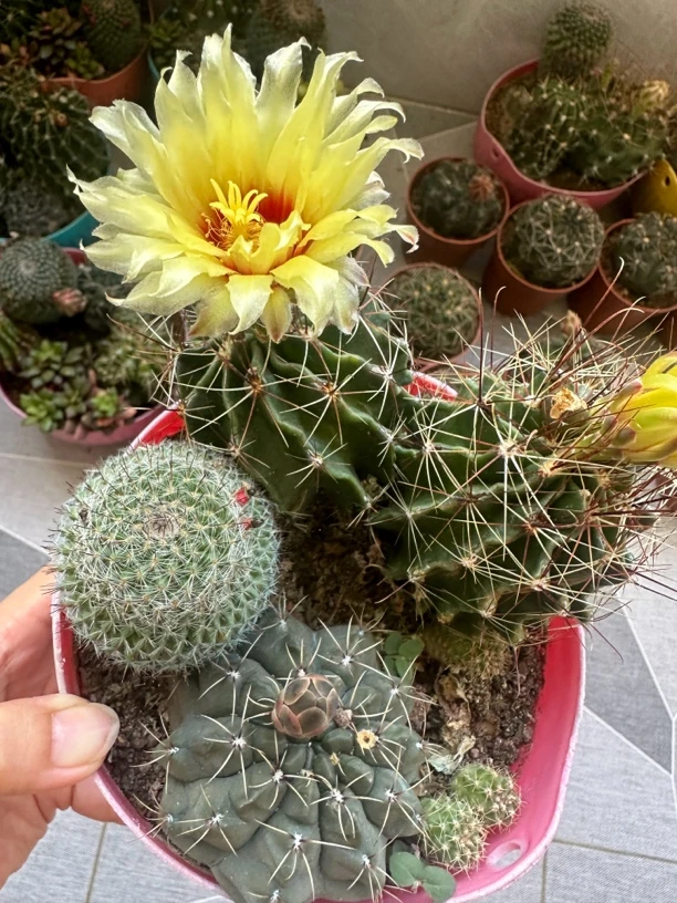 绯玉翁组合短毛丸仙人球盆栽室内开花好养办公桌花卉