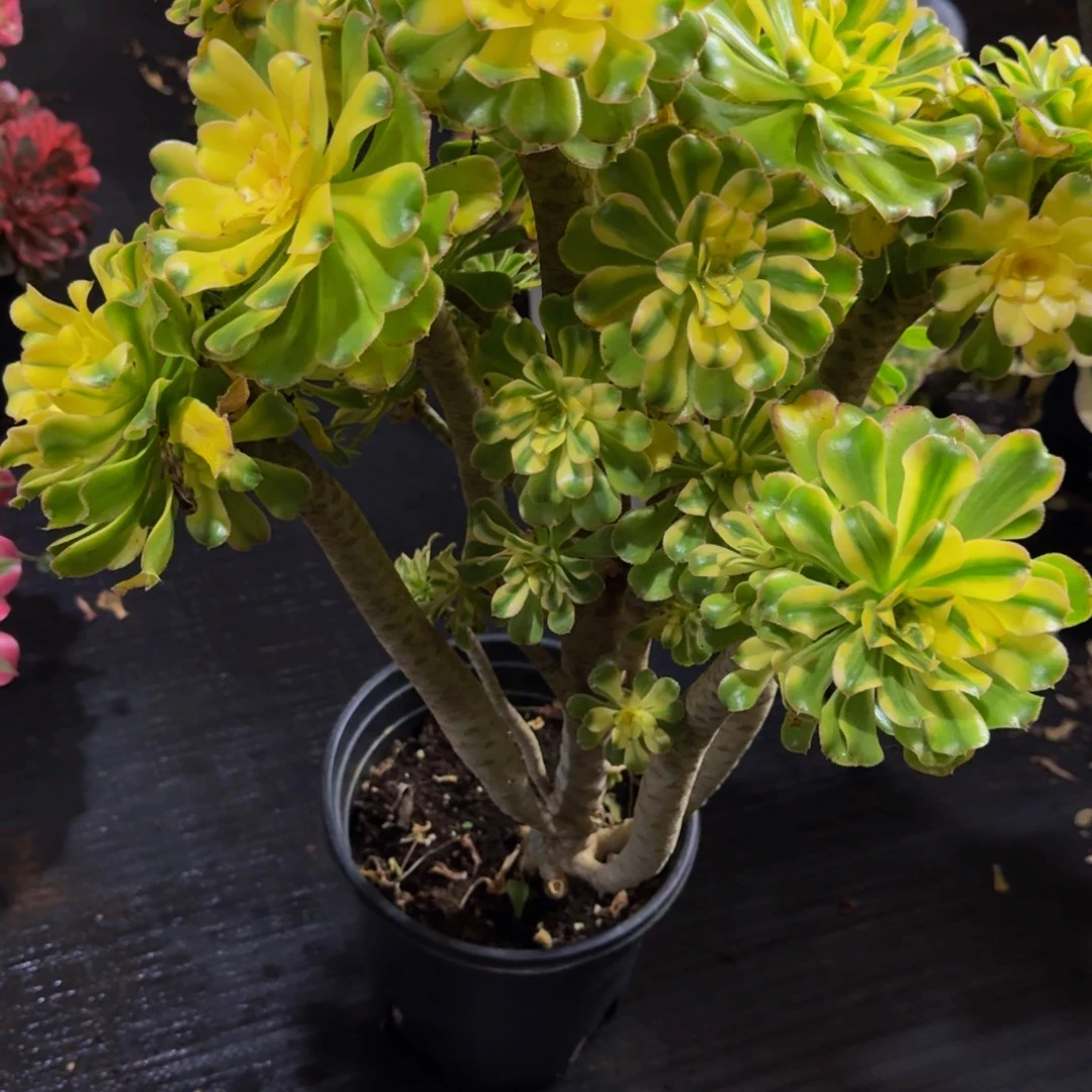 半***过954多肉植物法师号