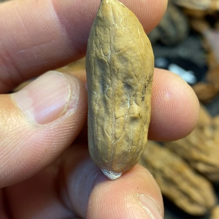 吊坠文玩核桃娜姐184