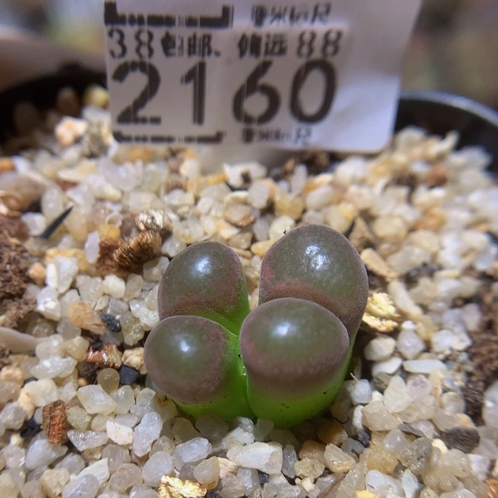 Sss精品生石石2160