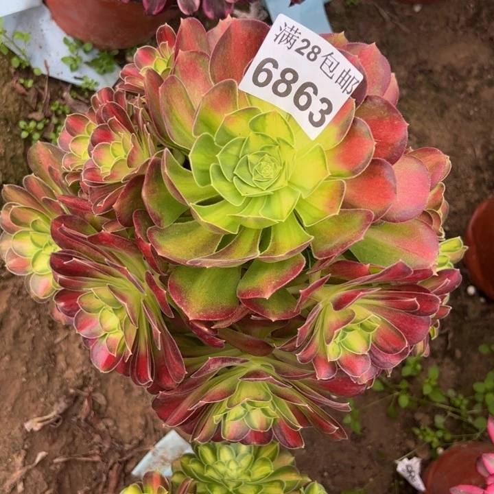 6863韶华多肉植物