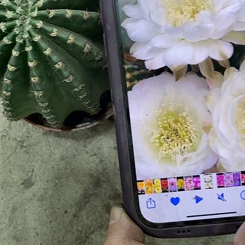 白娇媚仙人球，3680