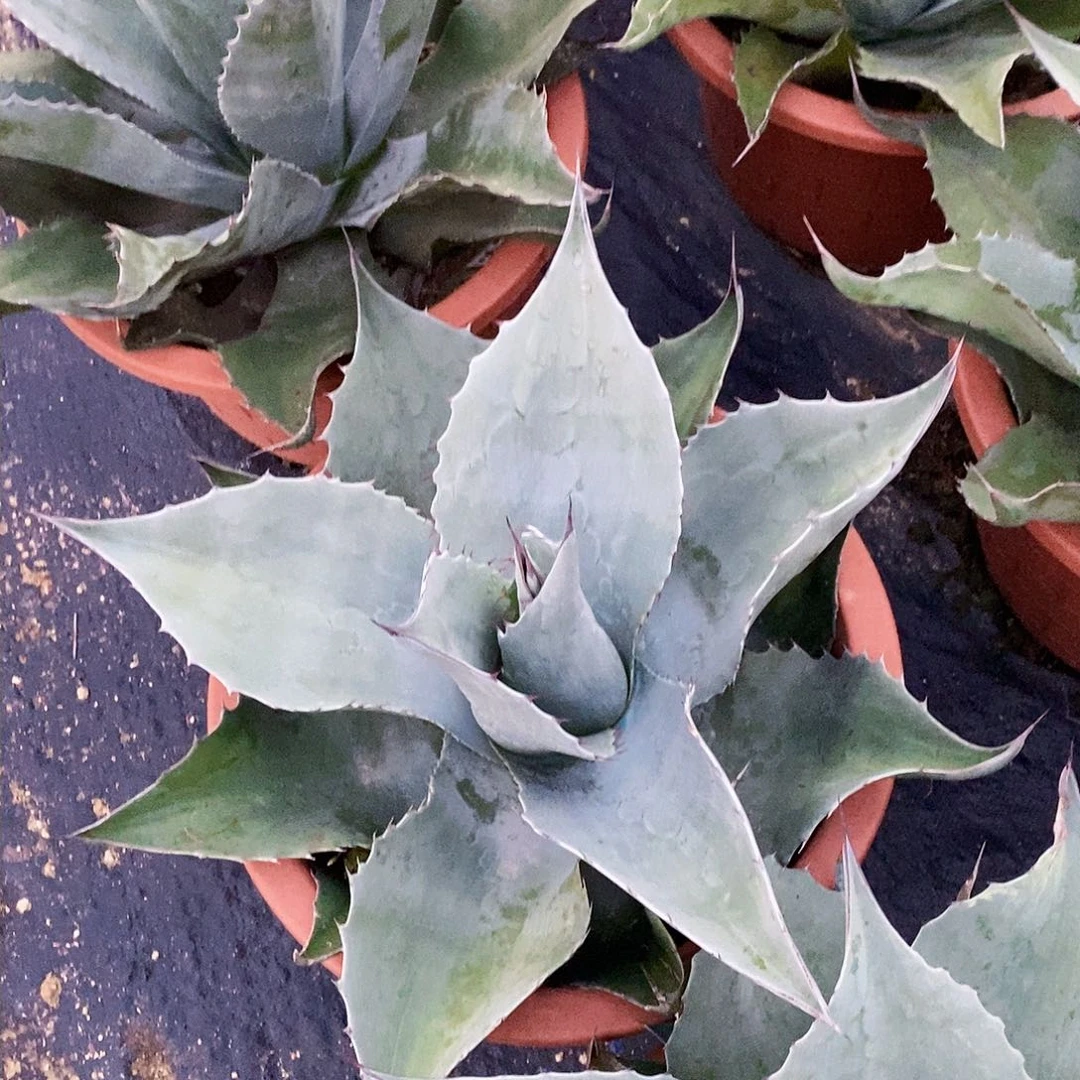 用****990000000000000