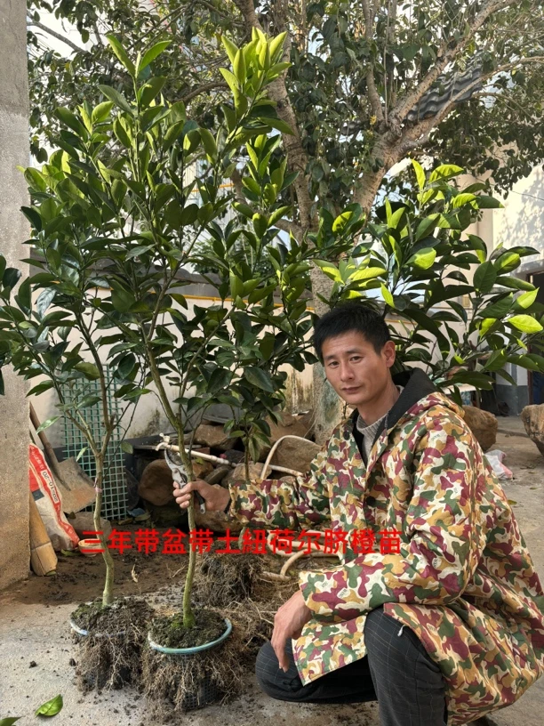 带盆带土贛南脐橙纽荷尔杯苗(三年. 二年杯苗)