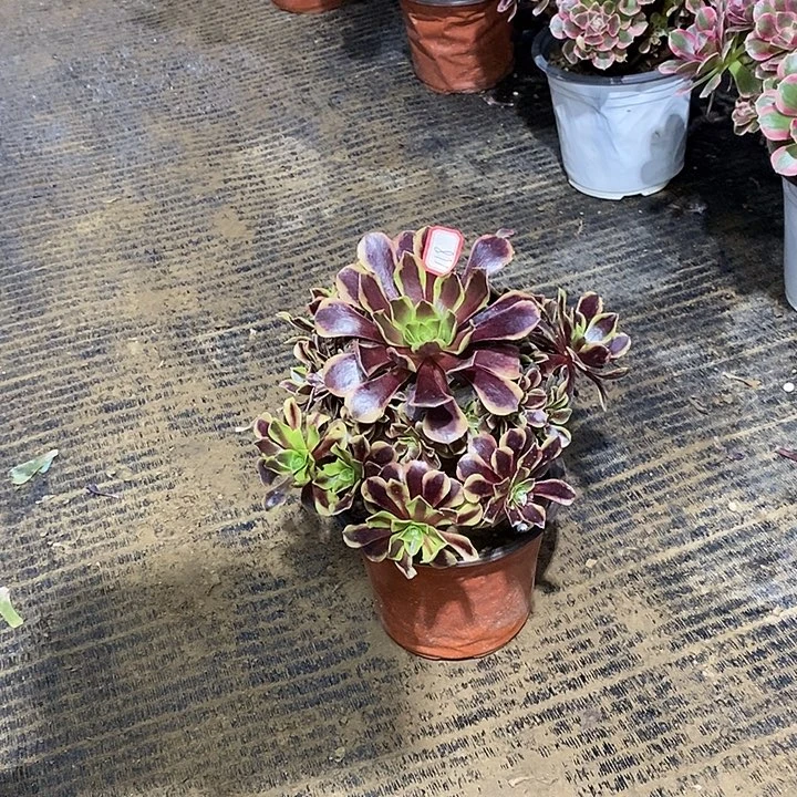 118，鸥嘉莉135688990000