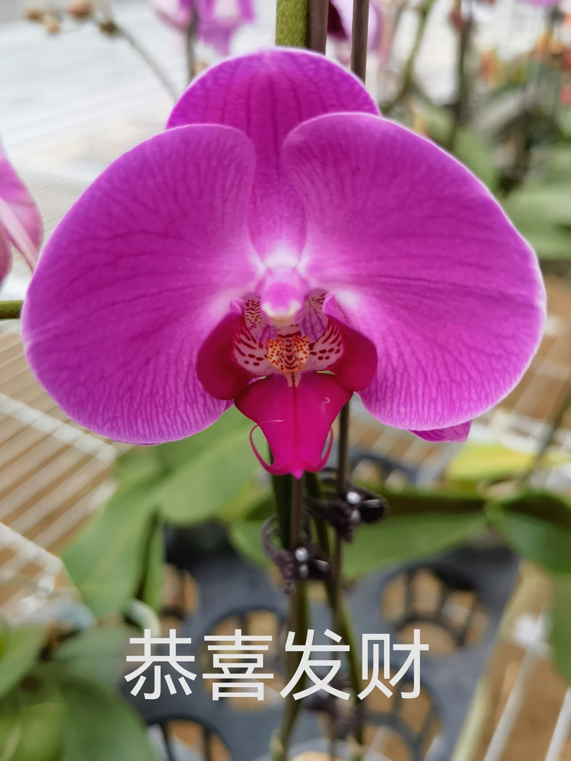 恭喜发财  精品蝴蝶兰新鲜直供品质优良