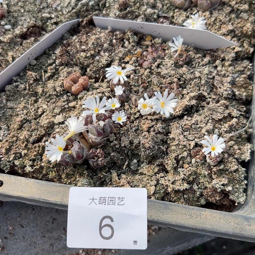 清框脱土发无售后默认有伤。6