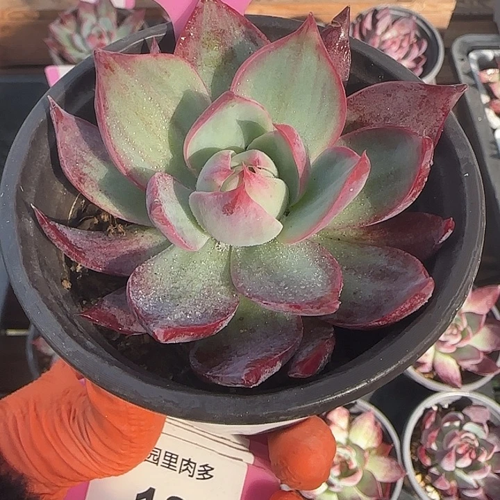 50 惊鸿仙子多肉植物