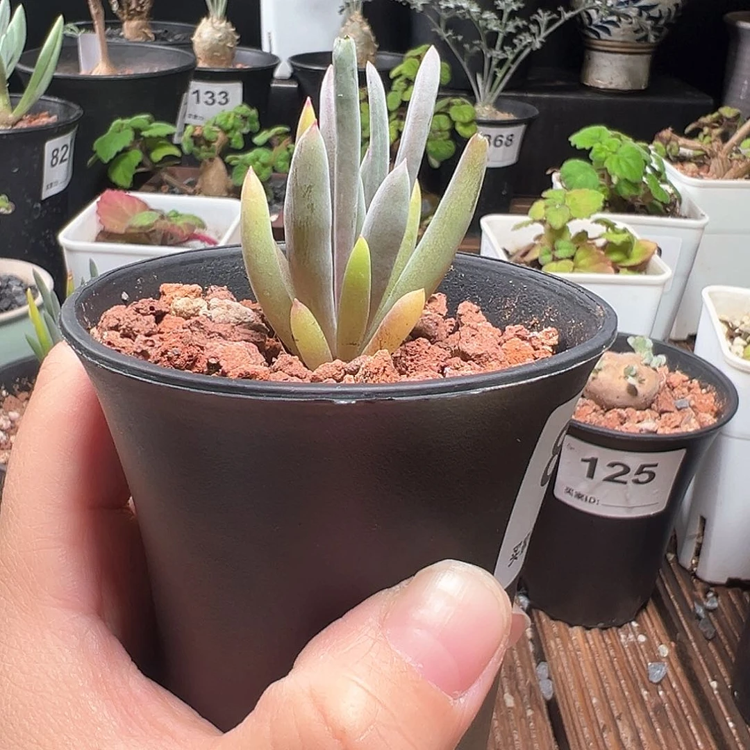 福利款卡诺萨厚敦菊30包邮