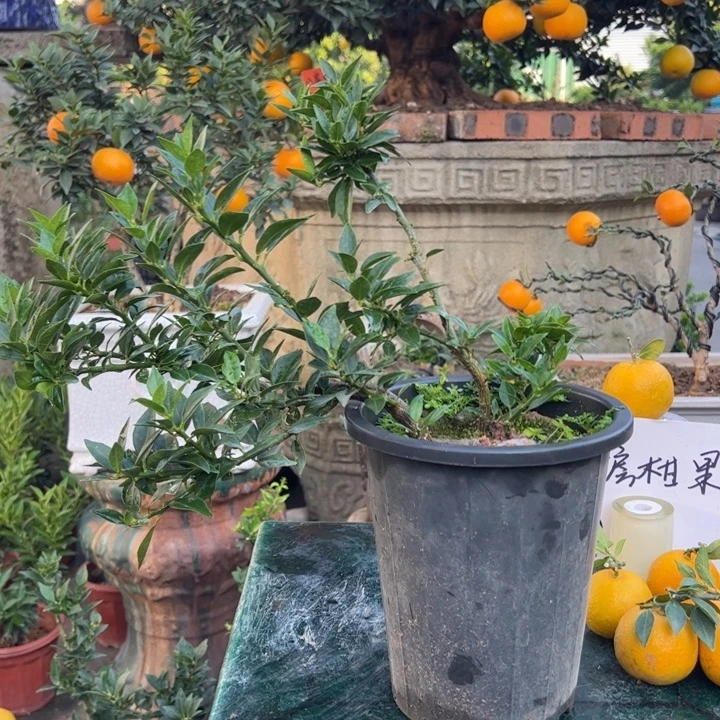 梦***）无花朵八房柑盆景绿植园艺