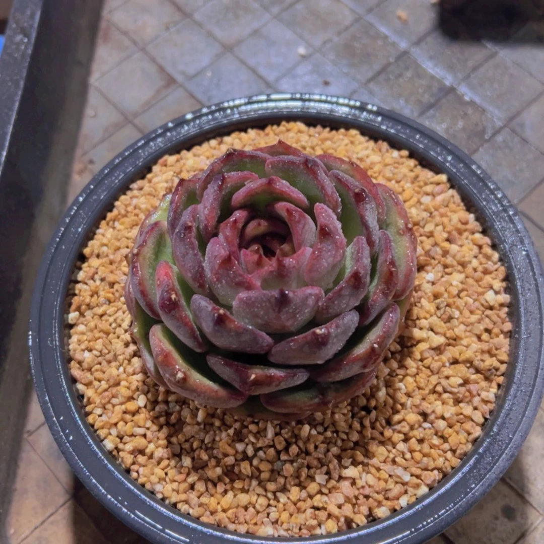 心**飞黑橙子，多肉植物