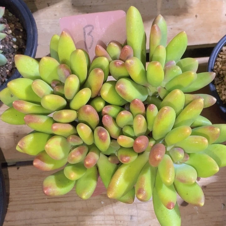 在家干的话把衣服