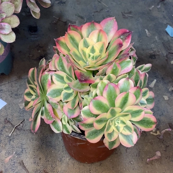 粉女巫多肉植物2。