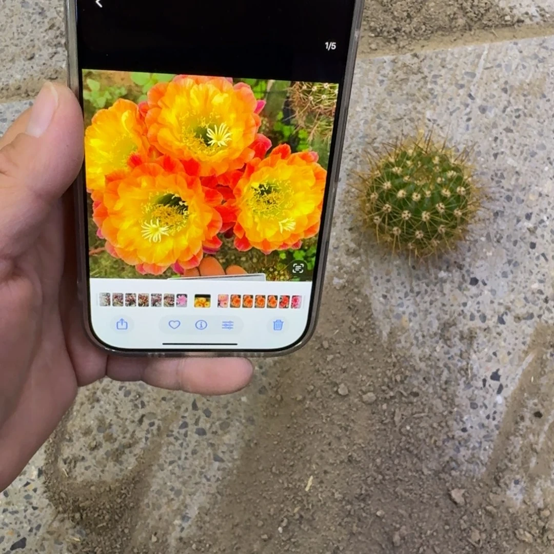 329毛大满贯歪无根侧牙4公分左右，20包邮