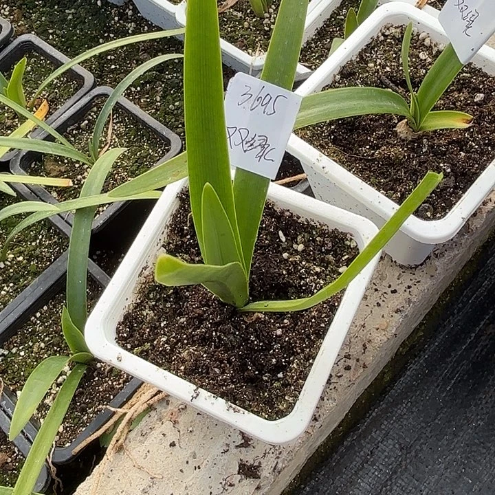 林*双绿原盆原土2.5左右3695