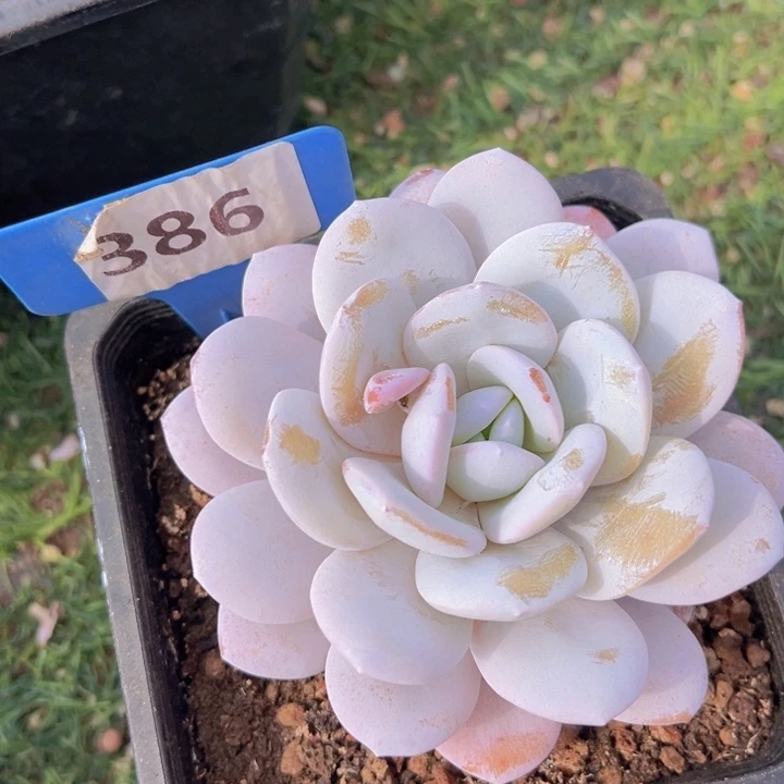 健健康康平平安安