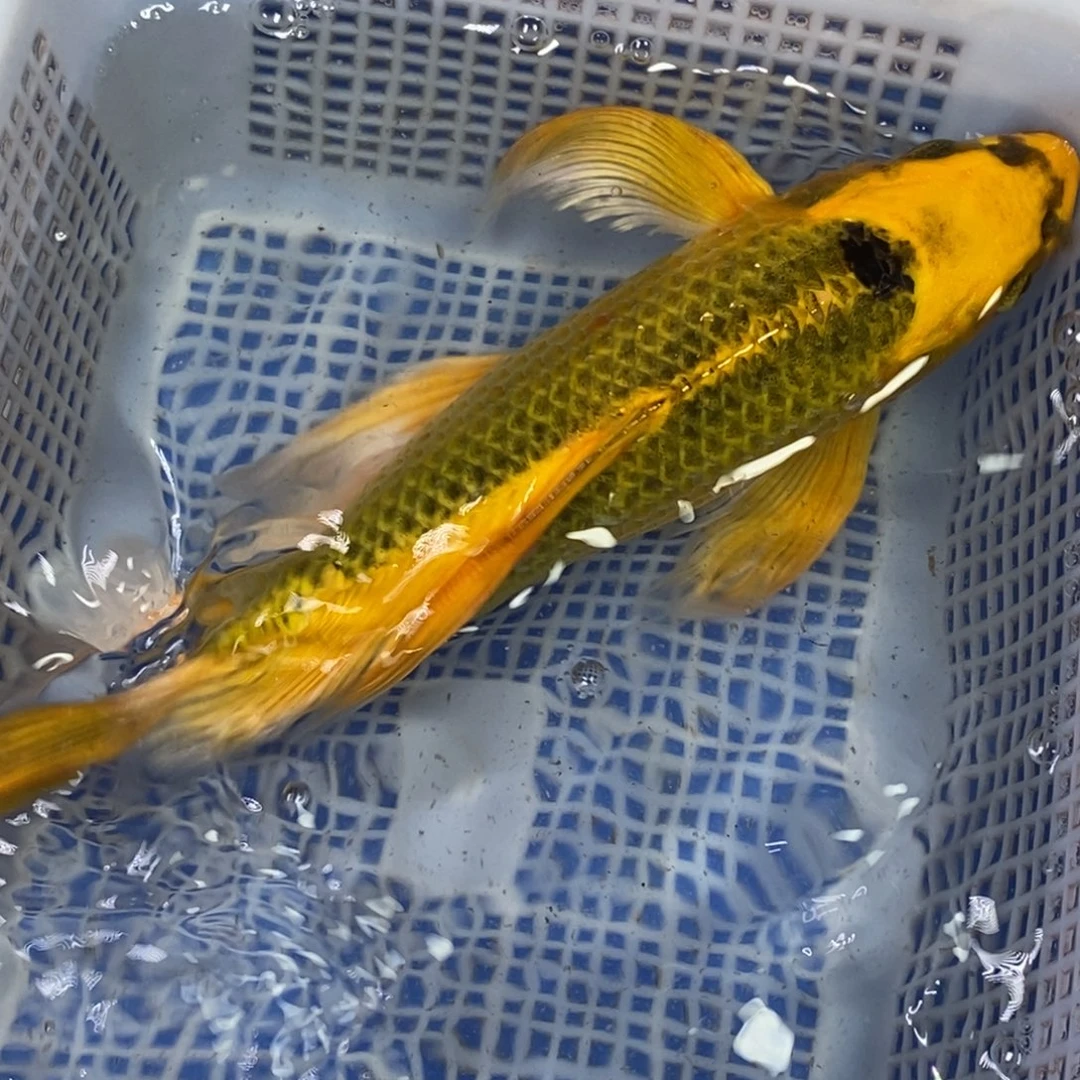 锦鲤冷水锦鲤包邮