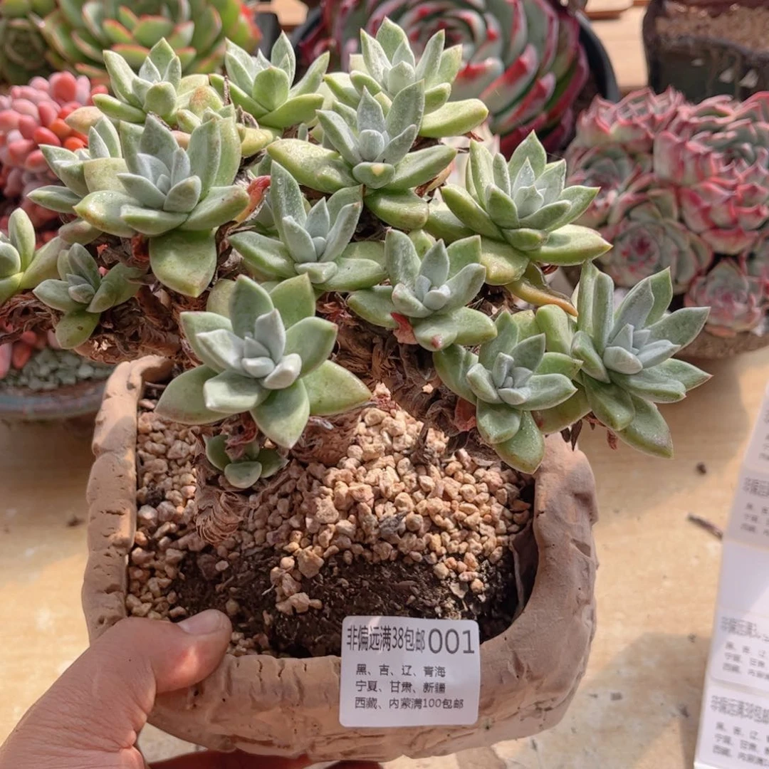 001苹果叶德华多肉