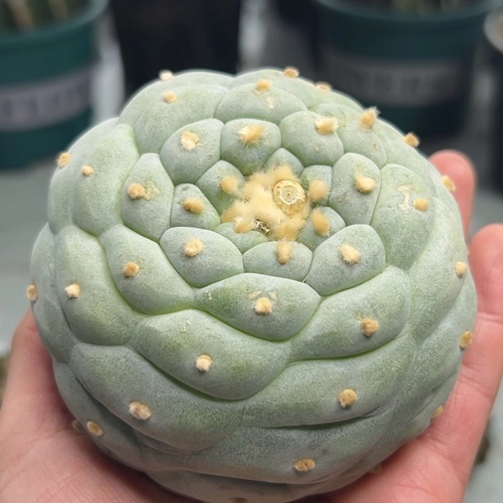 356 可帮发根可发货