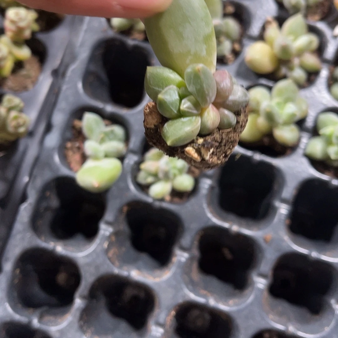 精品乌拉克拉多肉植物