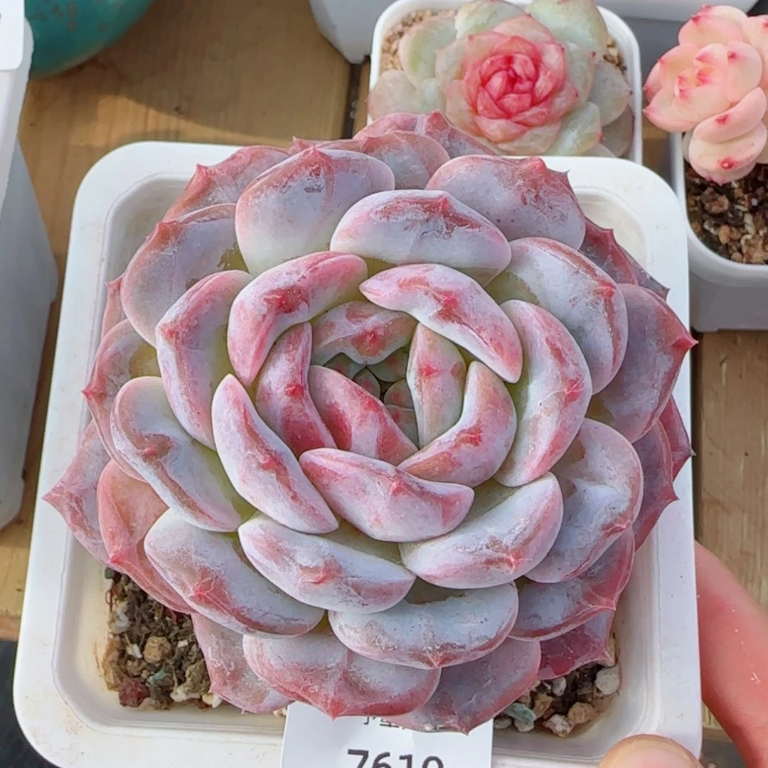 母本粗桩冰魄，7610多肉植物