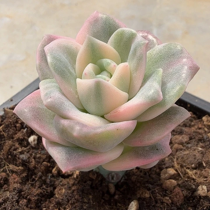 福袋腹轮锦红锦一颗