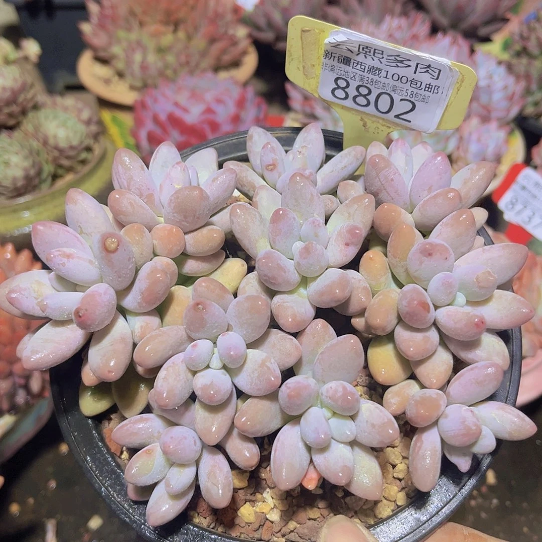 8802粉色恋人多肉植物