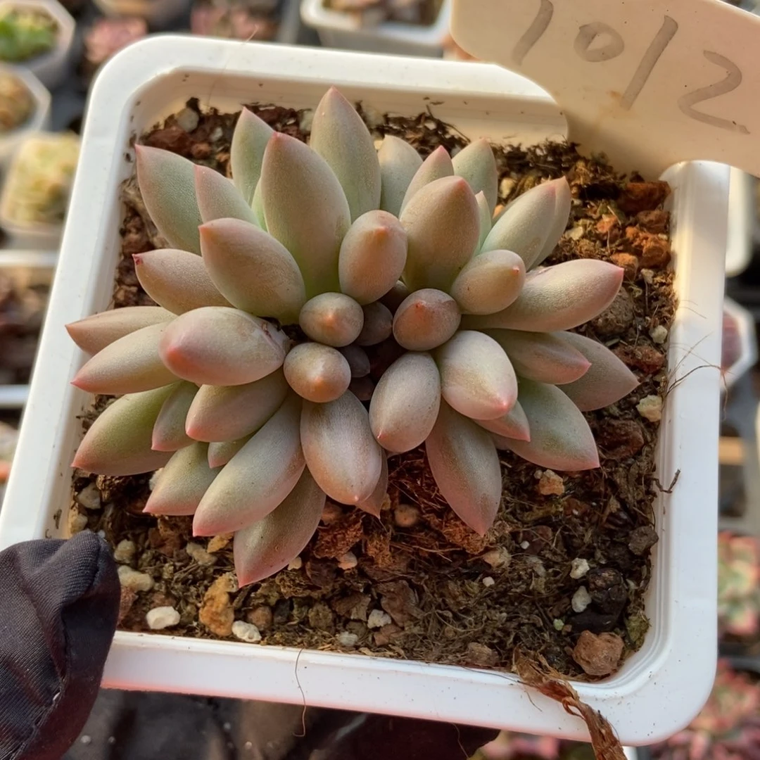 1012车厘子多肉植物保护