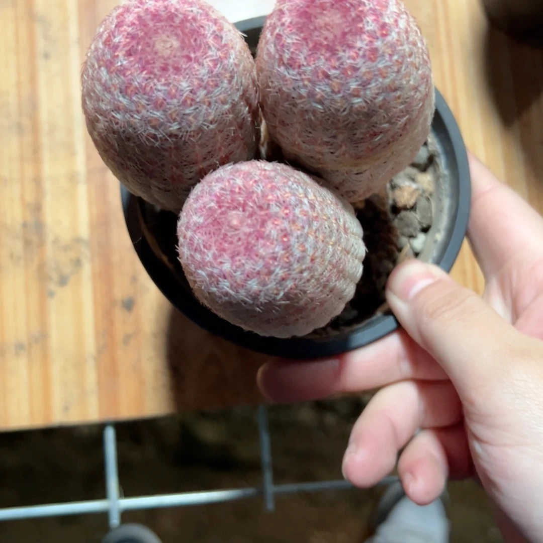 阳****哈哈哈哈哈哈哈哈哈