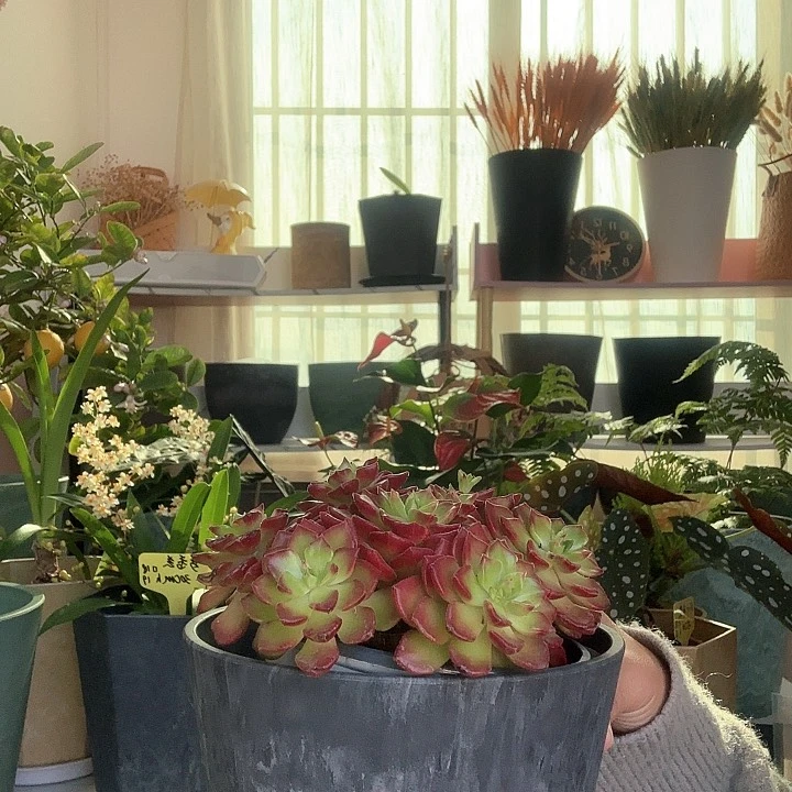 花盆选对 养花事半功倍