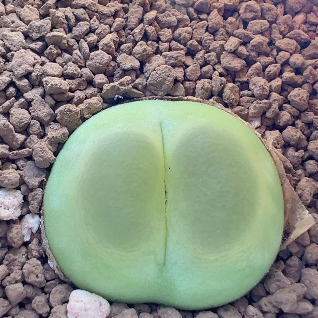 1200拉登7年。 152。   