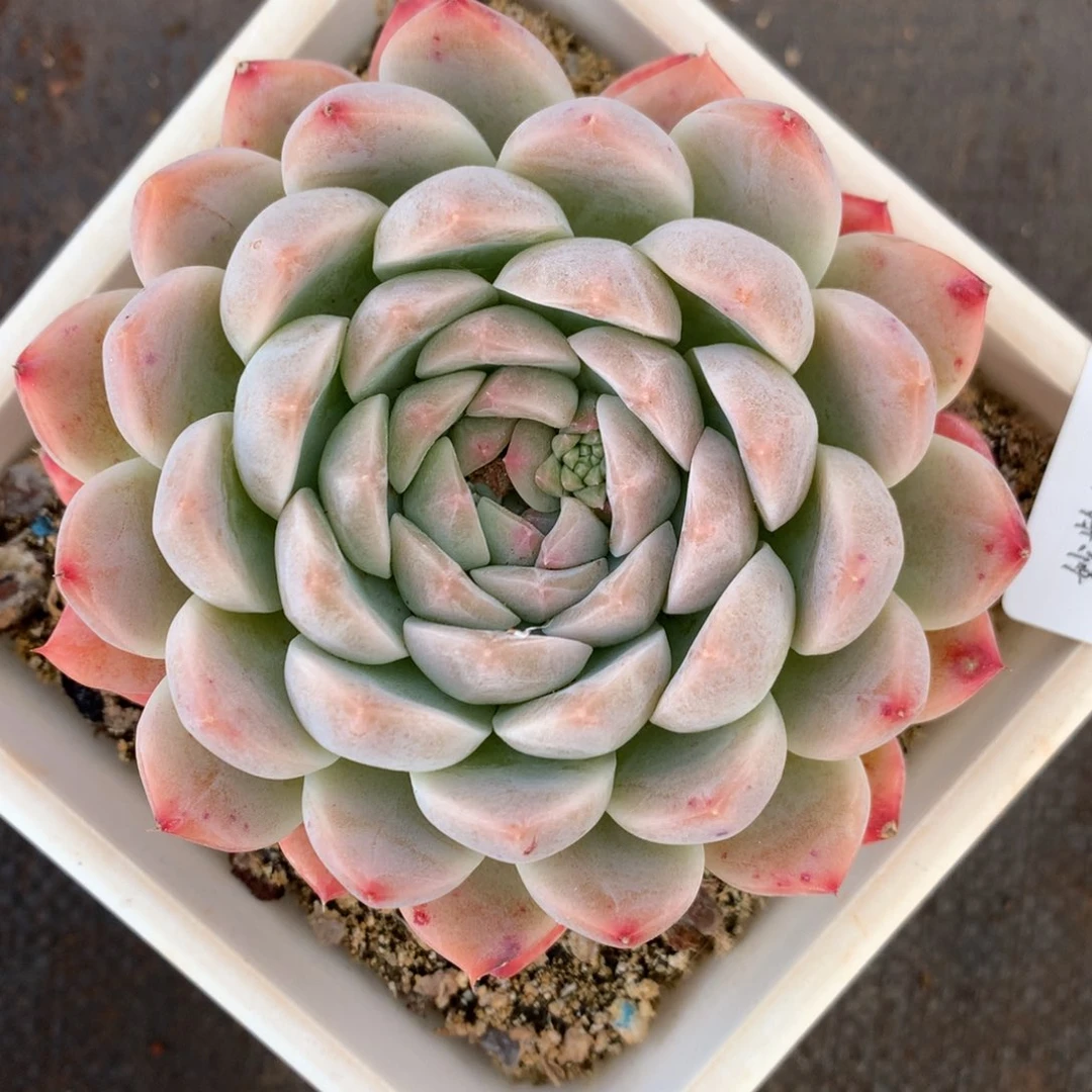 7316杂交精品基地9厘米