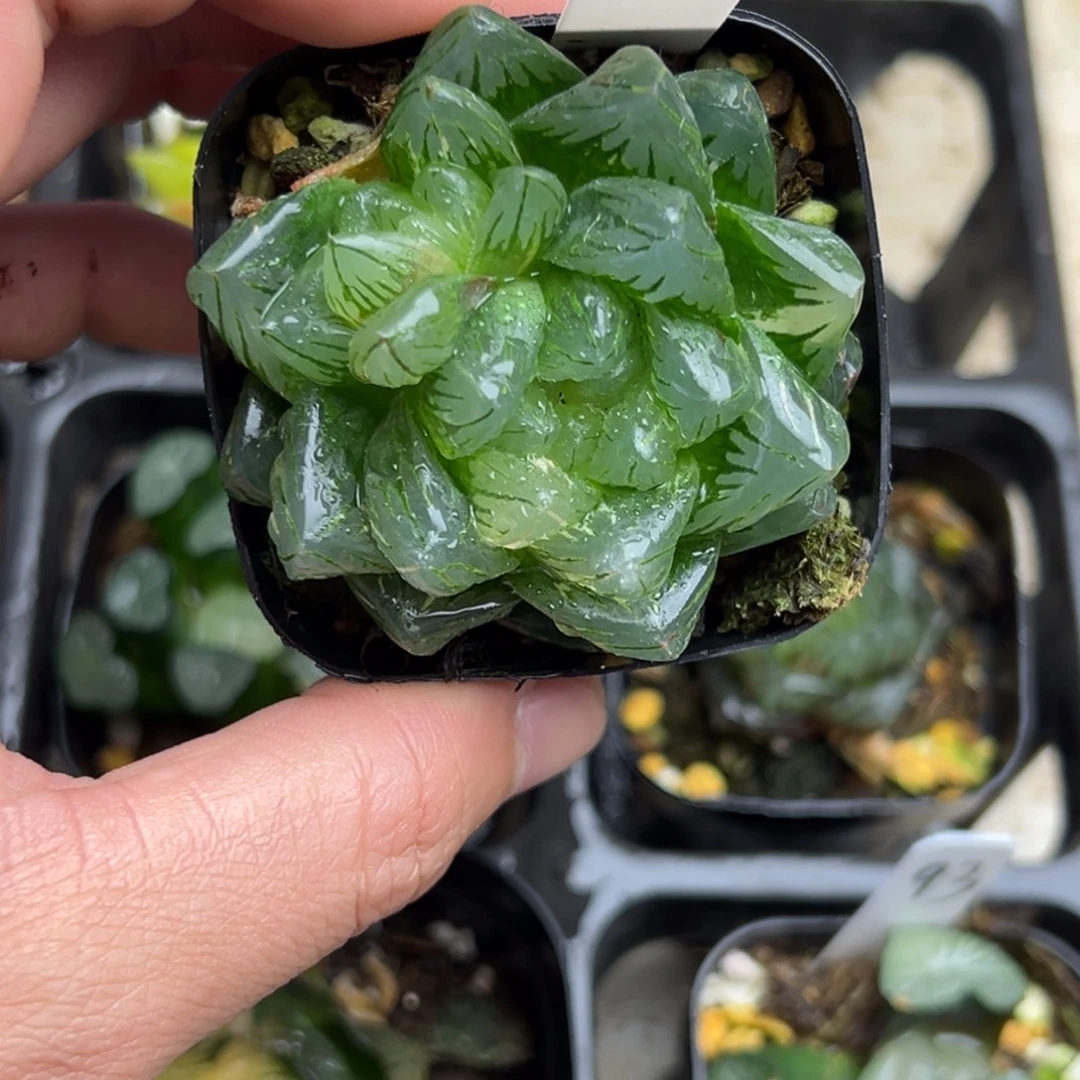 95龙鳞玉露锦一物一拍