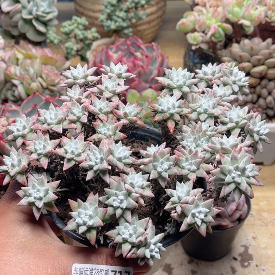 【闪购商品】717白菊多肉