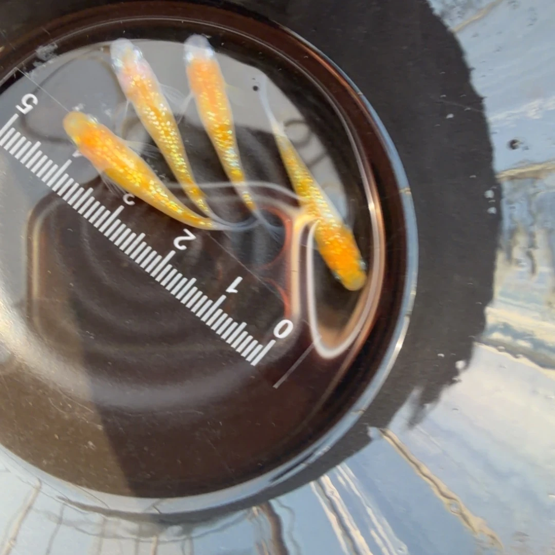 青鳉鱼观背青鳉13