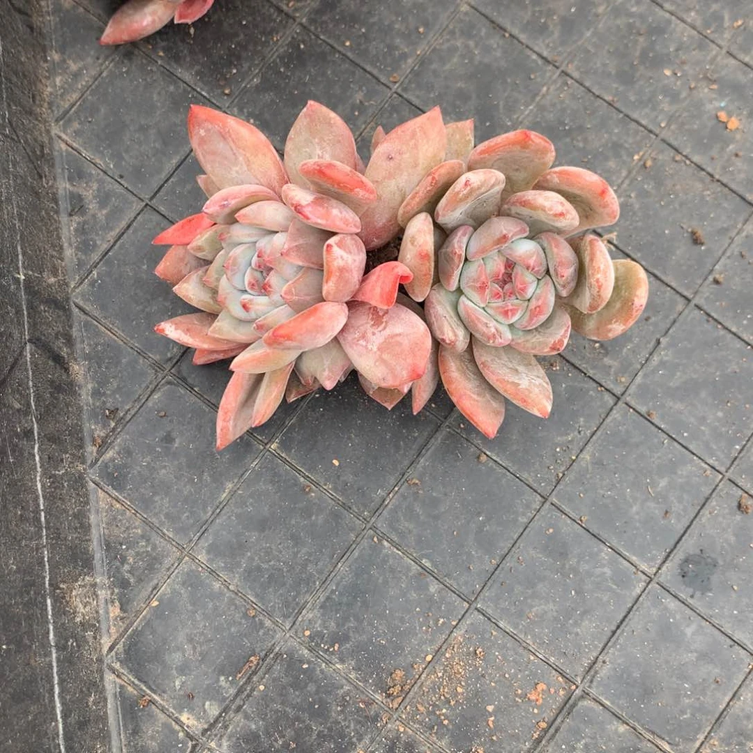 q****n大爷突尼斯寄养多肉