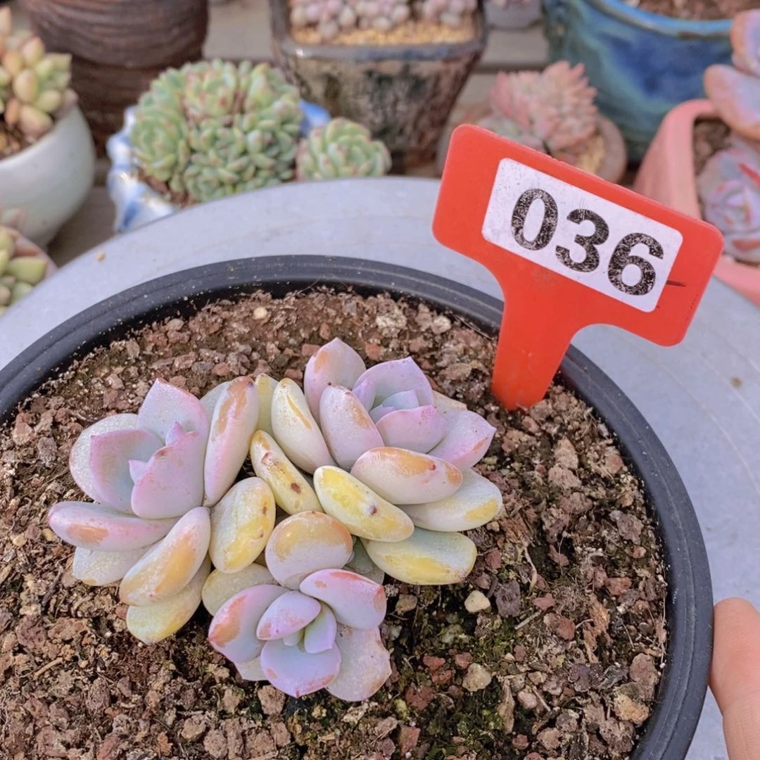 036多肉植物1111111