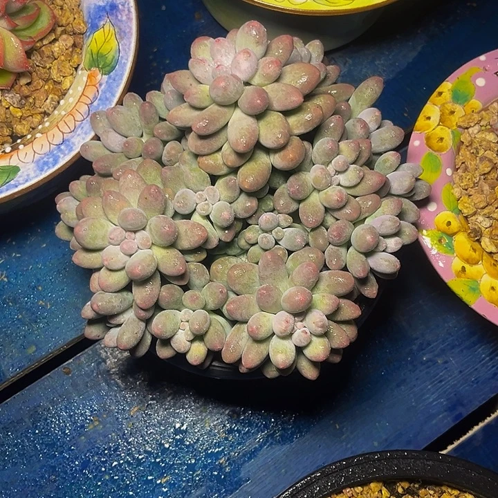 多肉植物汤圆多头