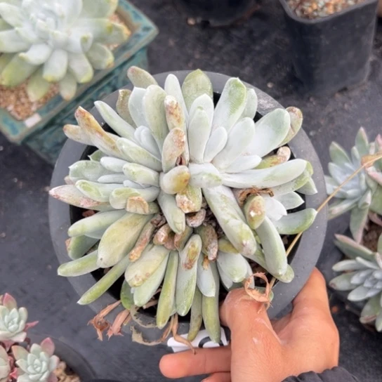 准11头拇指缀化～仙女杯003