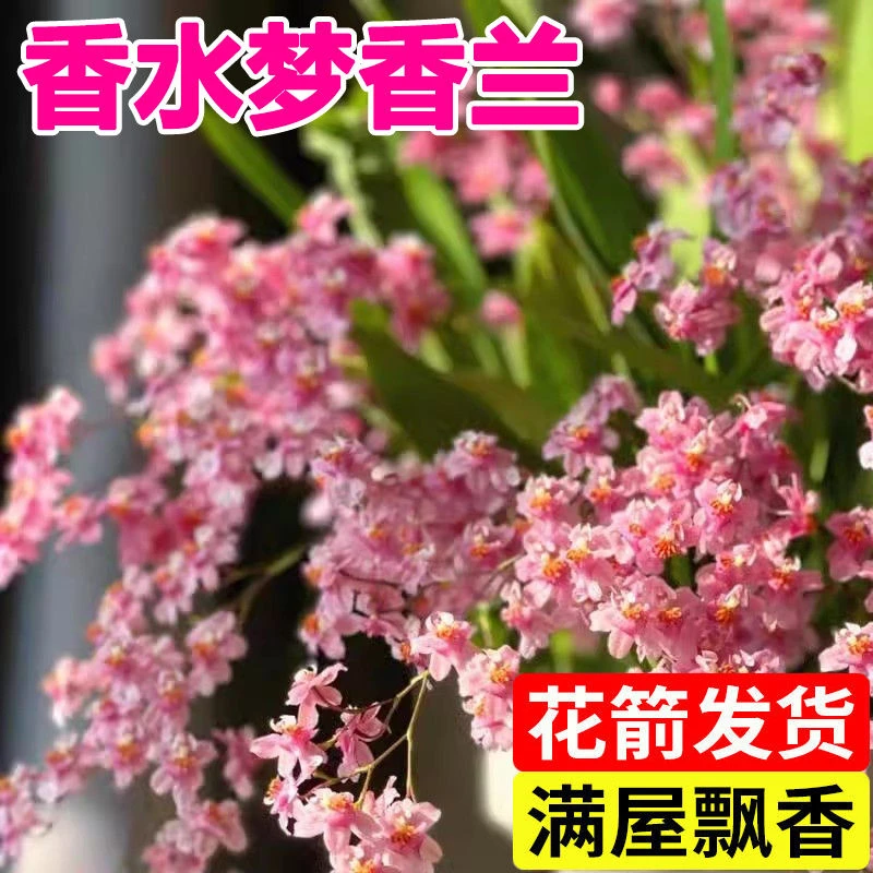 【8-10花】文心兰盆栽花苗梦香兰室内花卉植物客厅秋冬好养活兰花