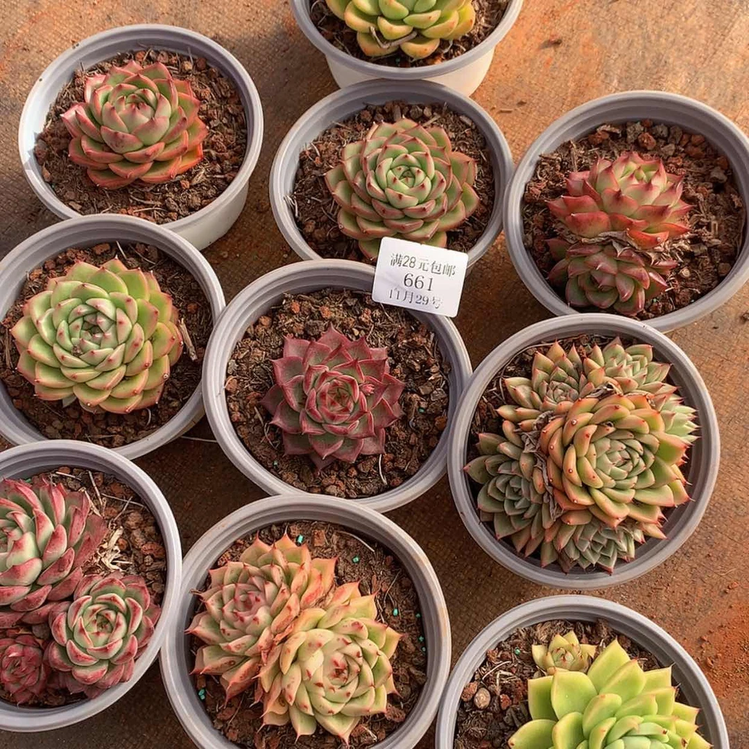 【闪购商品】楼****臭云661号