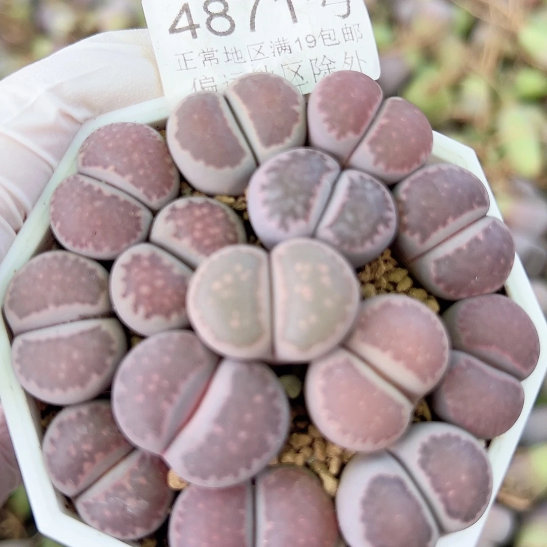 4871 好养易活生石花大母本